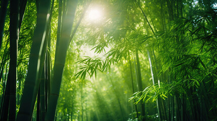 Canvas Print - bamboo forest in the morning.