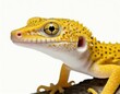 Close-up of the face of a gecko lizard