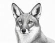 Close-up of the face of an Australian dingo