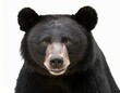 Close-up of the face of an Asian black bear