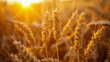 Golden wheat field under sunset light