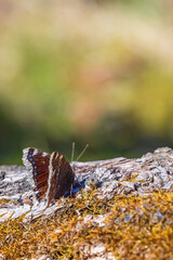 Canvas Print - Mourning cloak butterfly sitting on a tree log