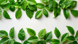 Green leaves layout on white background