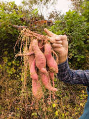 Farmer digging sweet potatoes in the field (sweet potato farming)