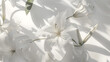 display of white lilies on a soft white background