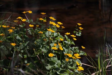 Marsh Marigold Caltha palustris yellow flowers against the background of marsh pond water, selective focus. Poisonous wild marsh flowers, Calendula Calth