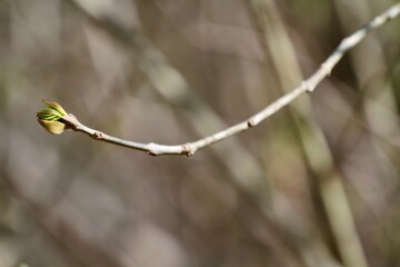 young shoots protrude from a spring flowering tree