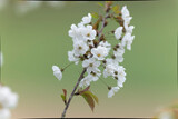 Fototapeta Dmuchawce - Cherry blossom in early spring