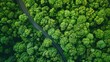 A top-down view of a vibrant green forest canopy with a curved highway weaving through it, symbolizing the forest's role in CO2 capture and environmental balance. 