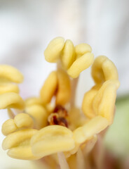 Sticker - Yellow pollen in a flower. Extreme macro