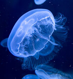 Fototapeta Zwierzęta - Blue jellyfish swim in the sea