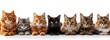 A diverse group of seven cats sitting side by side against a white background, showcasing a variety of fur patterns and colors. 