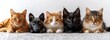Five adorable cats lying side by side on a light background, showcasing a diverse range of fur patterns and colors. 