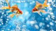 Two Goldfish Swimming With Bubbles