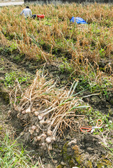 Wall Mural - Many bundles of harvested ripe garlic heads with stems and roots lie in a row on the field in Yunlin County, Taiwan.