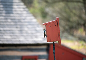 Off center Pennsylvania Tree Swallow on a rustic red wooden birdhouse with beautiful bokeh nature background with colonial log cabin, copy space, no people