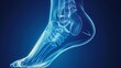 3d x-ray of ankle bone. Medical reference picture.