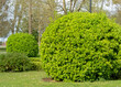 Evergreen spindle or japanese spindle or euonymus japonicus  globe form pruned plants.