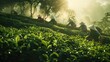 Picking tea leaves at a tea plantation. World tea day concept.