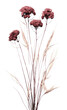 PNG Dried flower illustrated carnation blossom.