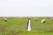 Dike sheep on symmetrical coastal landscape