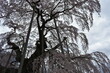 福島県郡山市　日本の桜の三大名所　三春の滝桜