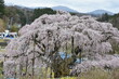 福島県郡山市　日本の桜の三大名所　三春の滝桜