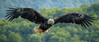 A photo of a majestic eagle soaring, with a vast expanse of green canopy below as the background, during a clear sky 