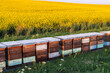Wooden apiary crates in sunset