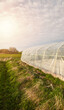 A side view of a greenhouse in an organic plantation at sunset.