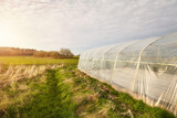 Fototapeta  - A side view of a greenhouse in an organic plantation at sunset.