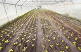 Fototapeta  - Vegetables in an organic greenhouse plantation.