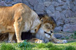 wild animals lion and lioness in the zoo
