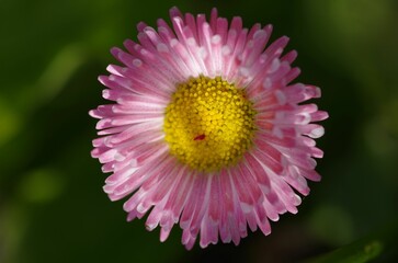 Shallow focus of pink Common daisy, Bellis perennis flower