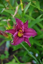 Shallow Focus Of Purple Daylilies, Daylily Flower In Agreen Field