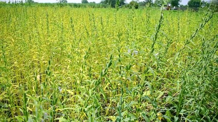 Sticker - Green Sesame Seed Plant Growing In The Field