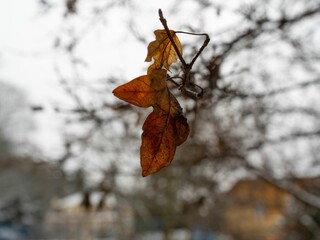 Shallow focus shot of orange autumn leaves on a tree branch