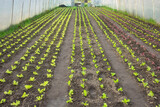 Fototapeta  - Vegetables in an organic greenhouse plantation.