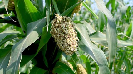 Wall Mural - Jowar or Sorghum. Jowar grain Sorghum crop farm. Millet farm - Indian Agriculture