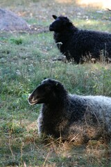 Vertical closeup shot of a beautiful fluffy black sheep of the Romanov breed in the field