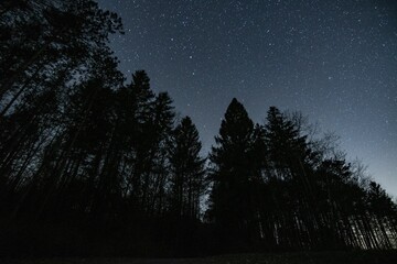 Scenic view of silhouettes of trees on a starry night