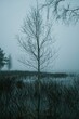 © Wirestock - Vertical shot of a leafless birch tree in the water with a foggy sky in Sweden