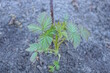 one small raspberry bush with green leaves grows in the ground outside in the spring garden