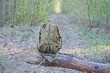 one brown army backpack stands on a fallen ancient tree above the road in the spring forest