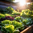 Growing vegetables on raised wooden bed in backyard garden, vegetable growing concept. Small urban backyard garden contains raised planting beds for growing salad greens and herbs throughout summer