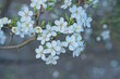 small white flowers on a thin branch of a cherry tree on a gray background in the spring garden