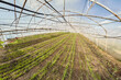 Wide angle view of organic vegetable greenhouse plantation.