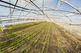 Fototapeta  - Wide angle view of organic vegetable greenhouse plantation.
