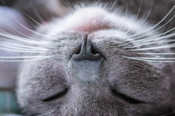 Wall Mural - Cute little gray chartreux cat with long whiskers and fluffy fur sleeping on a cozy bed