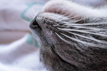 Wall Mural - Cute little gray chartreux cat with long whiskers and fluffy fur sleeping on a cozy bed